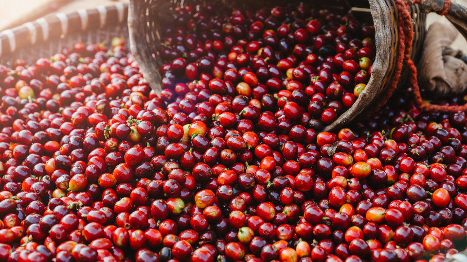 Teknologi Sortasi Lanjut kanggo Kopi Ceri dening Techik